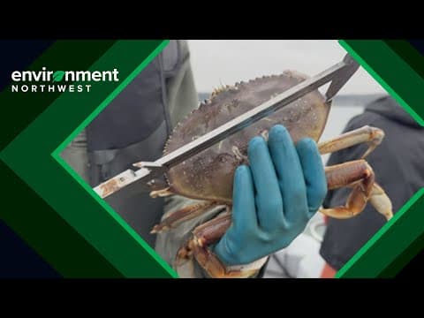 Researchers use light traps to illuminate Dungeness crab decline