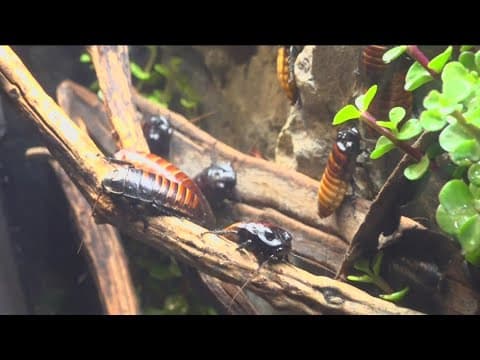 San Diego Zoo and Safari Park animals beat the heat