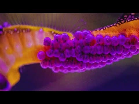 Male Weedy Seadragon at Birch Aquarium carrying around 70 eggs