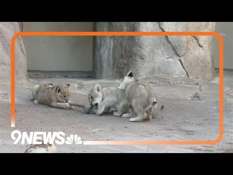 Denver Zoo lion cubs to make their public debut