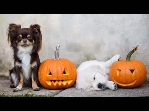 Keeping trick-or-treat paw-sitive for your pets