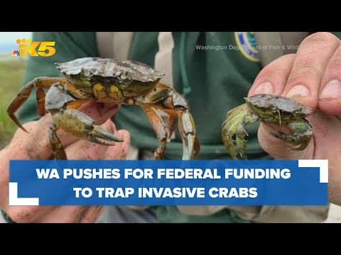 Washington pushes for federal funding to trap invasive crab species
