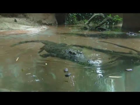 Zoo Day | Meet the crocodilians