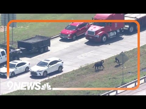 Cows run loose on Texas interstate