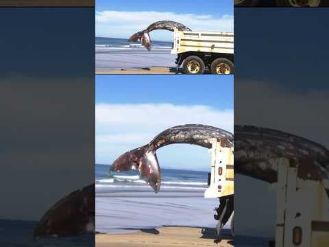 Scientists try to determine death of a whale that washed up in La Jolla near Marine Room restaurant