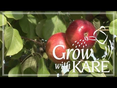 Grow with KARE: Triumph apples