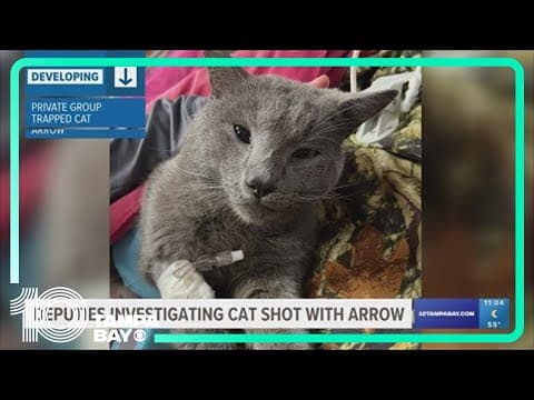 Cat shot with arrow in St. Pete; deputies investigating
