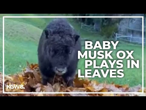 Baby musk ox at Point Defiance Zoo enjoys the fall colors