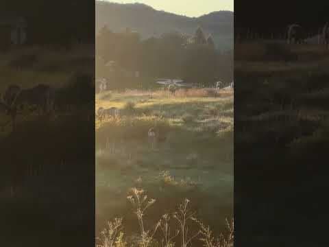 Deer spotted at Deer Creek Canyon