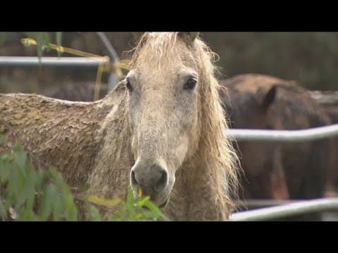 Neighbors worried about horses on ranch in Escondido