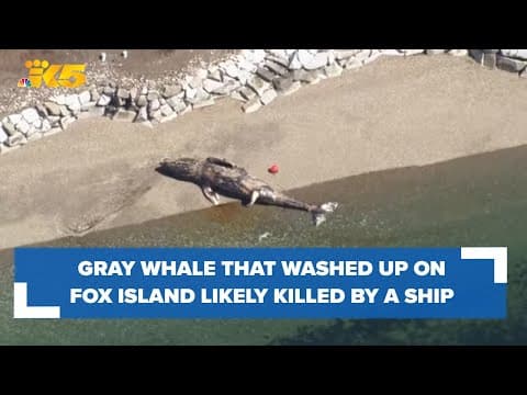 Ship likely struck, killed gray whale that washed up in Fox Island