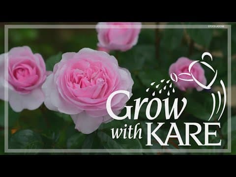 Grow with KARE: What's so great about David Austin Roses?
