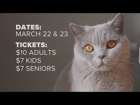 Here's what you can expect at the 2025 Tennessee Valley cat show