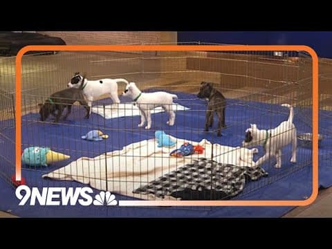 Need a mood boost? Check out this puppy livestream