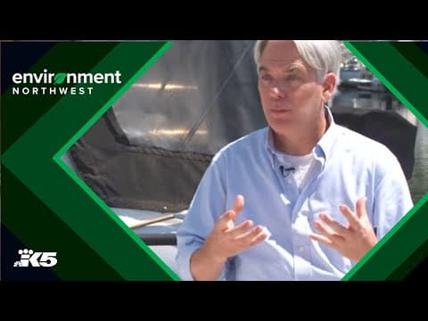 'If we do nothing, I think we will lose this population forever' | The race to save our orcas