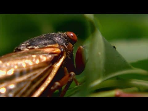 A certain type of cicada is emerging this spring after being underground for 17 years