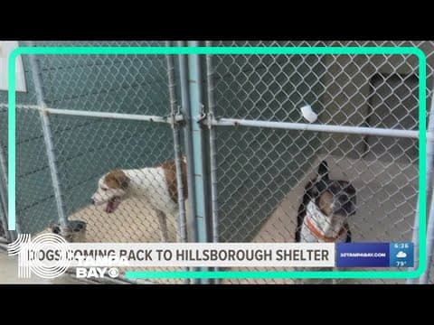 Dogs returning to Hillsborough shelter after outbreak of dog flu
