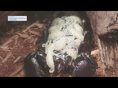 Emperor scorpion - one of the largest kinds of scorpion -- gives birth in Houston