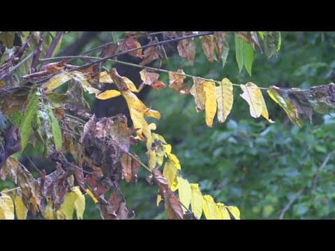 DMV trees are changing color earlier this fall season. Here's why