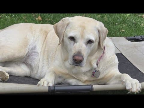 'She's the hero' | Dog saves family from Montgomery County house fire