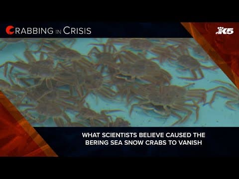 What scientists believe caused Bering Sea snow crabs to vanish and how they can be restored