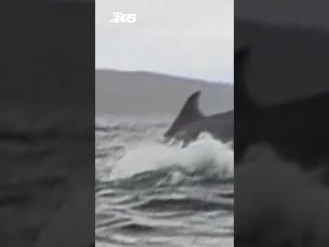 Humpback whale briefly swallows kayaker in Chilean Patagonia, video shows