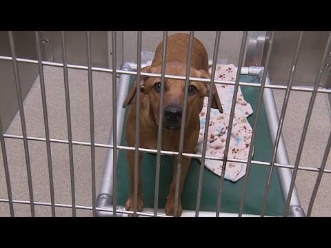Animal shelters across the country battling overcrowding