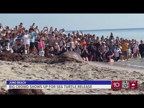 Massive sea turtle returns to the ocean off Florida after treatment for a boat strike