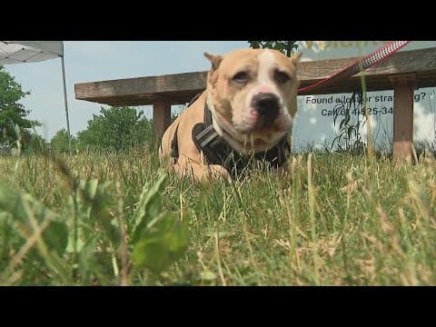 Franklin County Dog Shelter teams up with Ohio State player for adoption event