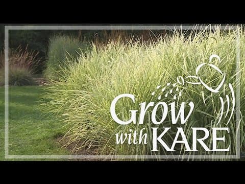 Grow with KARE: Celebrating the Arb's grass collection
