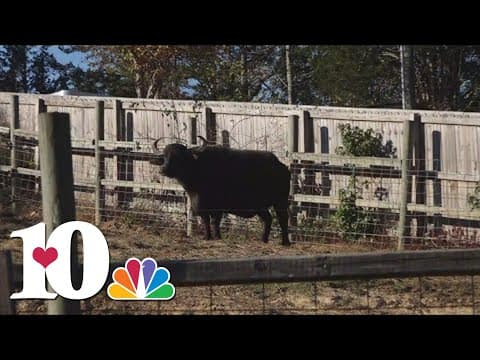 Little Ponderosa Zoo hosts low sensory night
