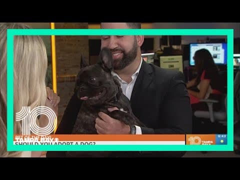 Looking to adopt a dog? What to consider before heading to a shelter