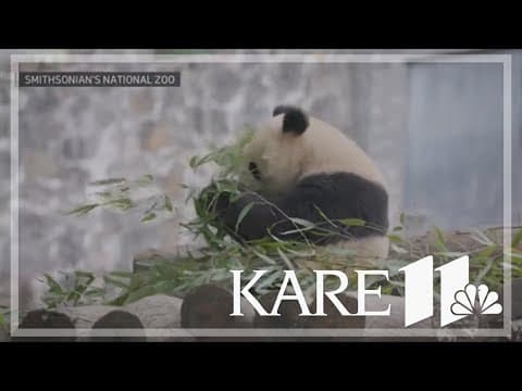 Feeding the DC pandas