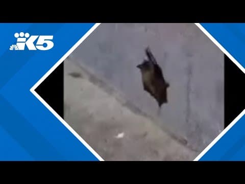 Customers at Renton strip mall recall encounter with rabid bat