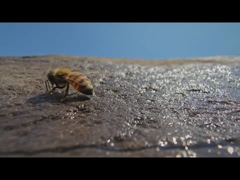 D.C. agencies work together to create a splash park for bees | ECO9