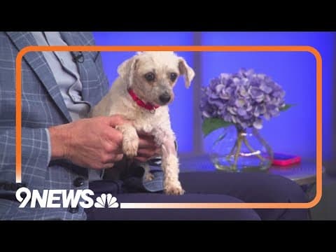 Sweet Maltese Shih Tzu puppy needs a forever home