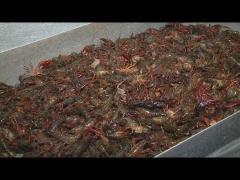 LA crawfish shortage, prices high, Lt. Gov. Billy Nungesser says