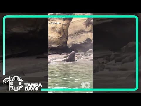 Sea lions get aggressive and bark at beach goers in #lajolla #california #sealions