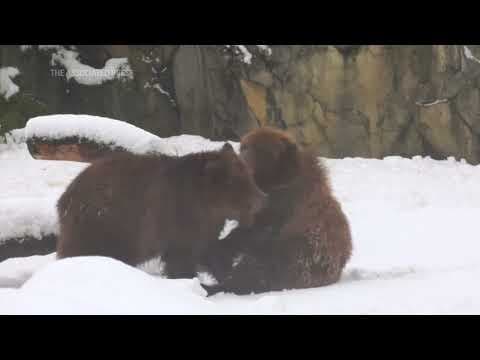 Zoo animals enjoy the winter weather at Chicago zoo