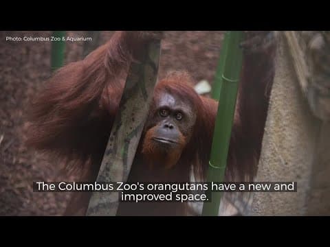 Columbus Zoo opens new indoor orangutan habitat