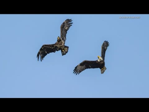 More Bald Eagle sightings across San Diego County