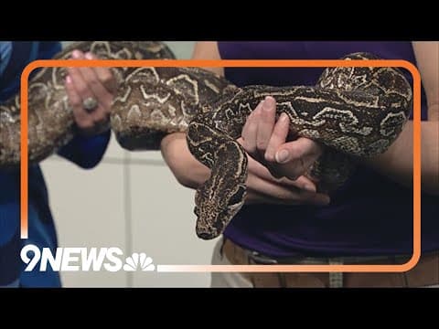 Sunrise Safari Zoo: Meet Flavio the Argentine boa constrictor