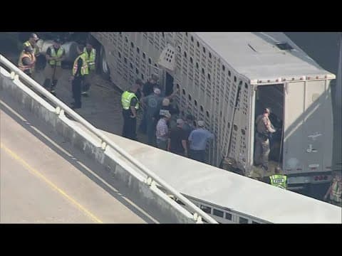 Semi-truck hauling trailer filled with bulls and calves crashes on US 287 in Waxahachie
