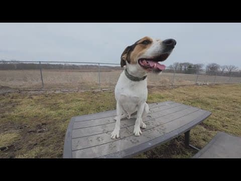 Waldo's Muttley Crew update | Send the Love