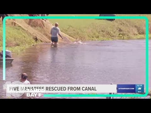 5 manatees rescued from canal in Fort Myers