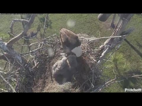 Southwest Florida eaglets that died tested positive for bird flu, animal clinic officials say