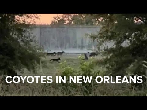 Large pack of coyotes seen roaming in New Orleans' City Park