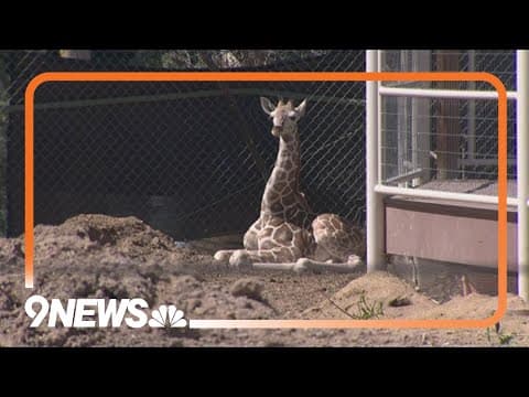 Denver Zoo's new baby giraffe officially has a name
