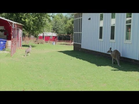 Texas deputies wrangle pet kangaroo on the loose