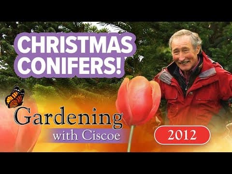 CHRISTMAS CONIFERS! How to Pick the Best Tree! | Gardening With Ciscoe | Full Episode